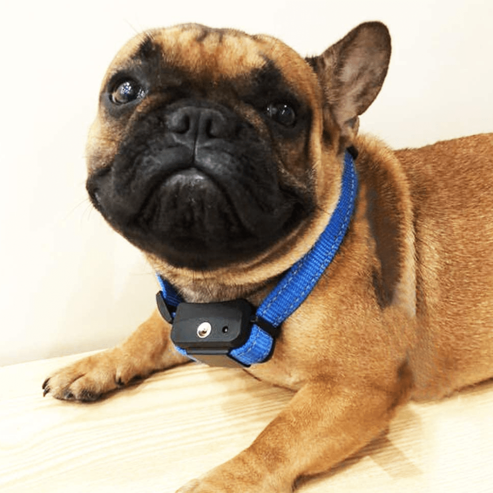 No Shock Citronella Spray Dog Anti Barking Training Collar - Merchandise Plug