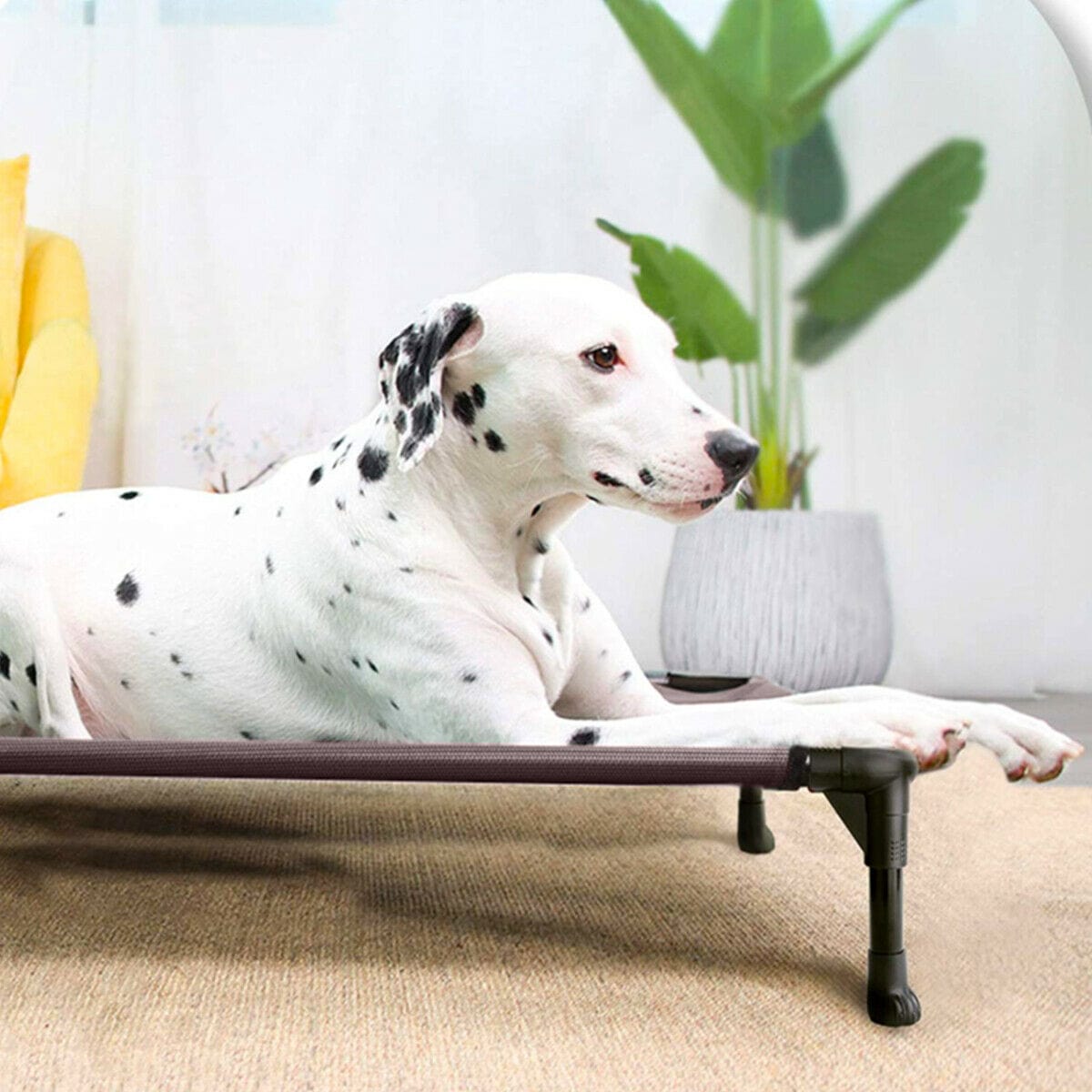 Steel-Framed Elevated Dog Bed - Merchandise Plug